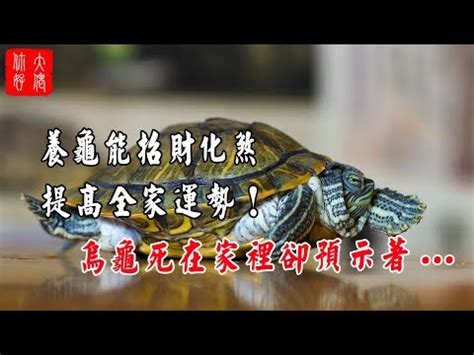 烏龜代表什麼|烏龜寓意揭秘：為何風水師都推崇？